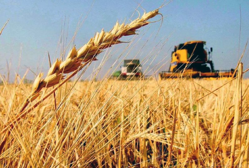 Retenciones: el Gobierno extenderá la rebaja para el trigo y la cebada, la soja y el resto no