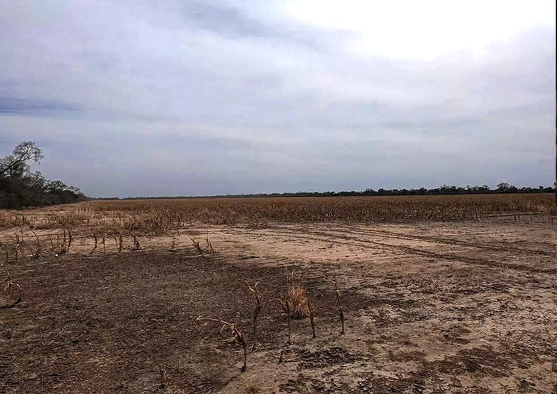 Global Witness: el empresario Elsztain y banco Santander, señalados por la deforestación en el Gran Chaco