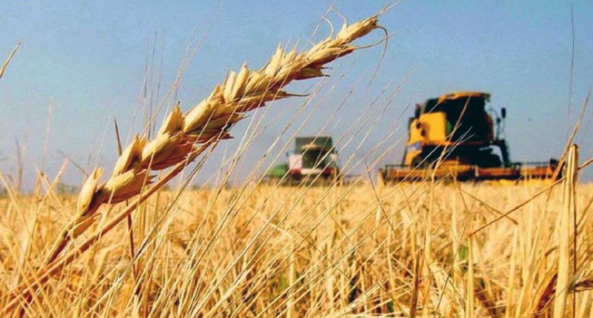 Retenciones: el Gobierno extender&aacute; la rebaja para el trigo y la cebada, la soja y el resto no