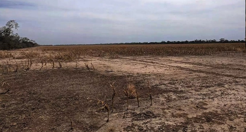 Global Witness: el empresario Elsztain y banco Santander, señalados por la deforestación en el Gran Chaco