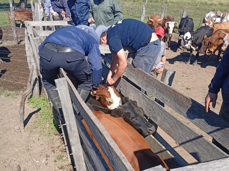 Golpe al abigeato en el interior chaque&ntilde;o: secuestran casi 50 animales y detienen a un sospechoso en operativos rurales