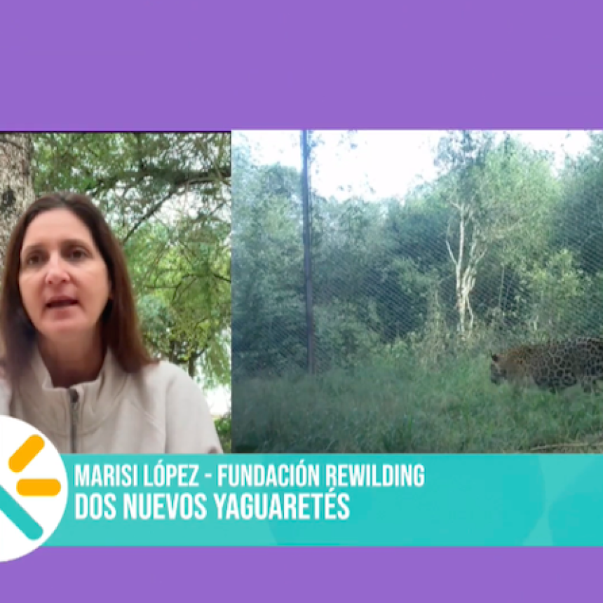 &ldquo;Creemos que hay entre siete y nueve yaguaret&eacute;s en el Chaco&rdquo;, afirm&oacute; Marisi L&oacute;pez