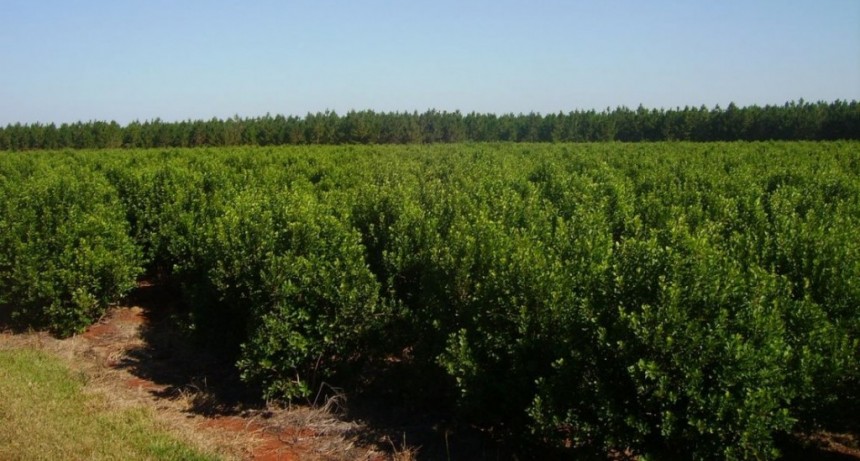 Esclarecen mecanismos para cultivar yerba mate en la sequ&iacute;a 