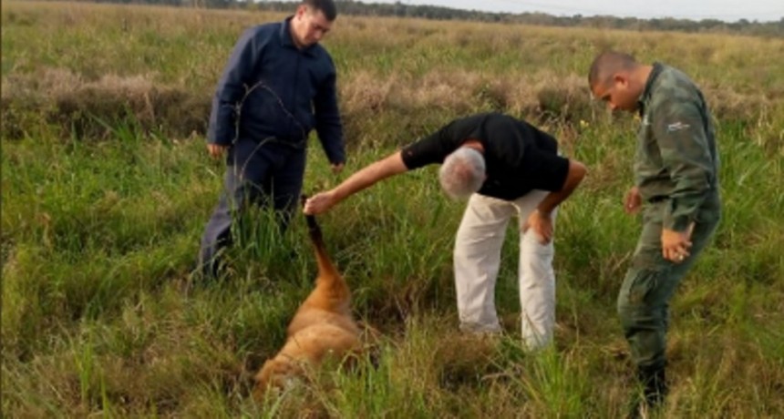 Atropellaron a un Aguar&aacute; Guaz&uacute; en la ruta 16