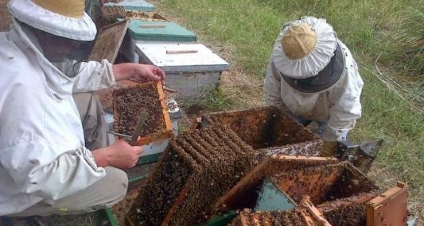 21 de junio: D&iacute;a del apicultor 