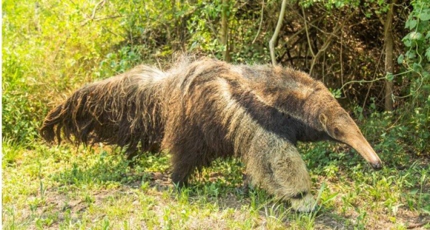 Advierten que &ldquo;El oso hormiguero est&aacute; m&aacute;s amenazado de lo que parece&rdquo;