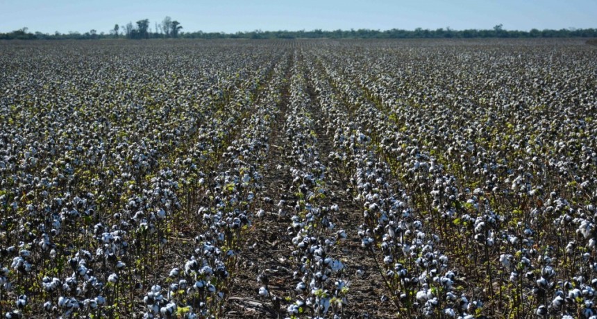 Campa&ntilde;a Algodonera: la provincia pidi&oacute; una extender el plazo l&iacute;mite para la destrucci&oacute;n de rastrojos