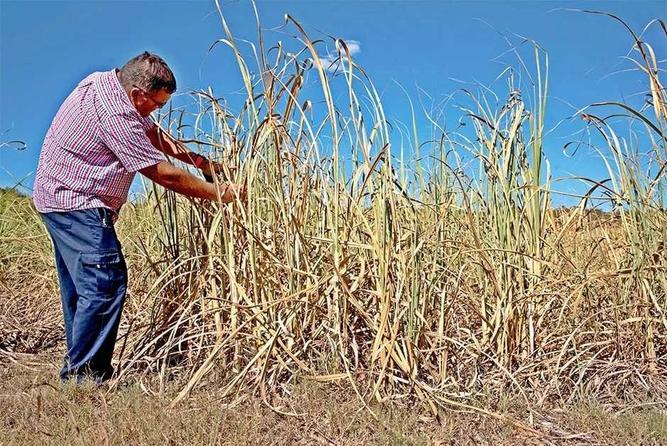 Suspenden la zafra de caña de azúcar en Misiones por efecto de la sequía
