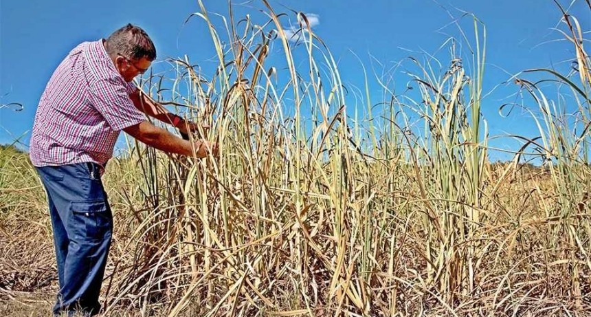 Suspenden la zafra de ca&ntilde;a de az&uacute;car en Misiones por efecto de la sequ&iacute;a