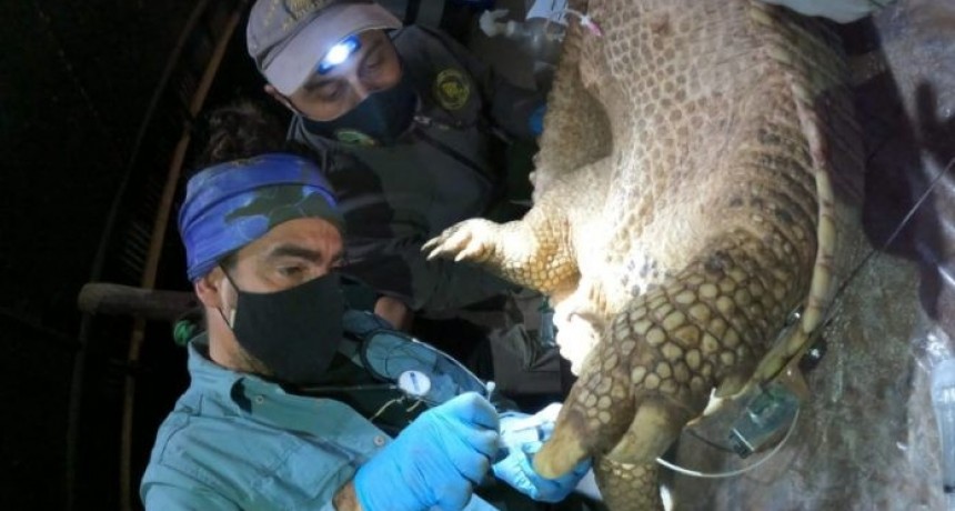 Se monitorear&aacute; por primera vez un tat&uacute; carreta en el Parque Nacional El Impenetrable