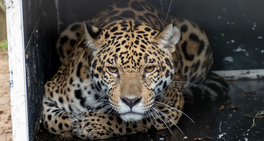 Nal&aacute; y Keran&aacute;, las hembras de yaguaret&eacute; que repoblar&aacute;n El Impenetrable