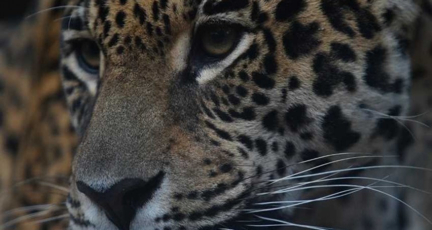 La cauci&oacute;n millonaria que deber&aacute; pagar el imputado por la caza del yaguaret&eacute; en Formosa