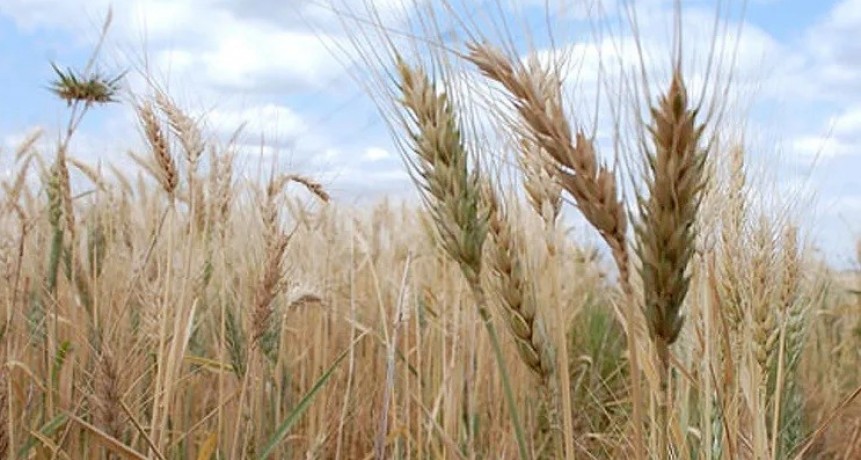 Habr&aacute; m&aacute;s trigo y hay buenas perspectivas para girasol
