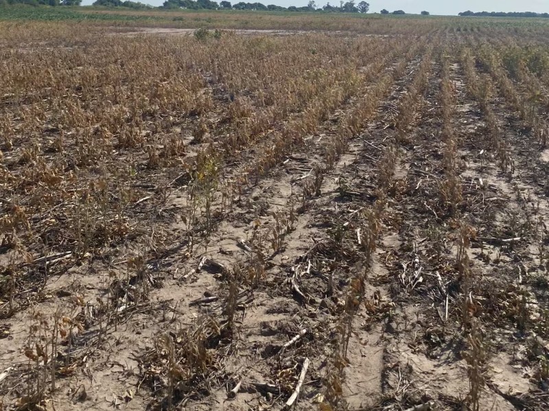 Naciones Unidas destinará fondos al Chaco para recuperar zonas afectadas por la sequía