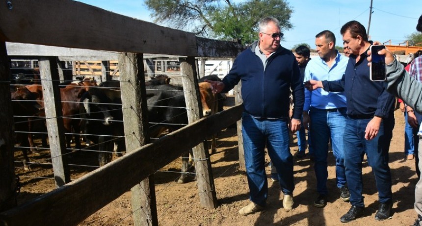 M&aacute;s de 1.100 animales para el remate en la Sociedad Rural