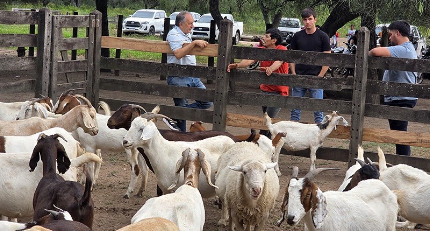 El gobierno de Milei eliminó regímenes de promoción de ovinos, caprinos, búfalos y otros más