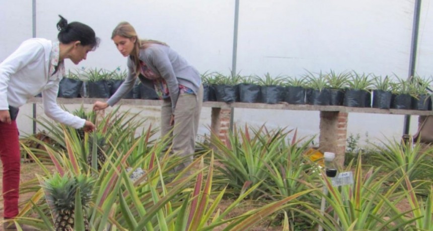 Estudian si se puede cultivar anan&aacute; en la regi&oacute;n