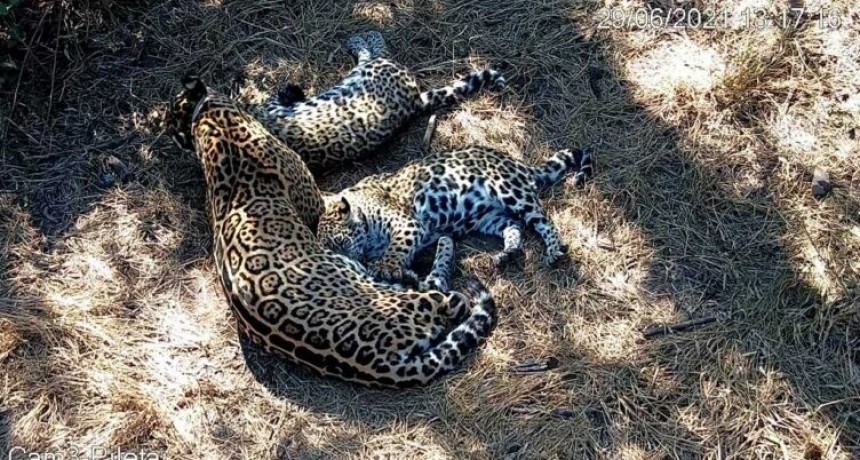 ?Nal&aacute; y Takajay, los cachorros de yaguaret&eacute;, crecen saludables en El Impenetrable
