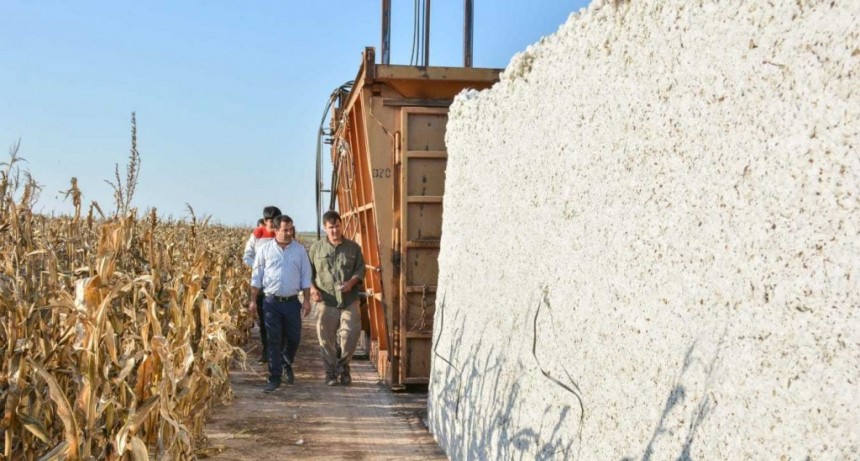  Lifton visitó un campo de algodón y resaltó el rol de los pequeños productores chaqueños