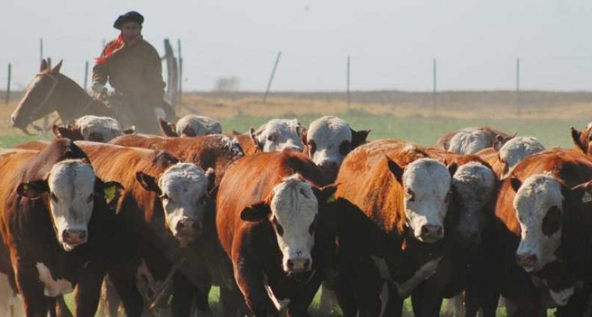 La ganadería en América Latina puede ser parte de la solución al cambio climático