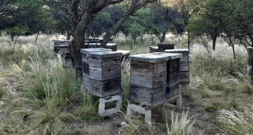A partir del 3 de agosto, se proh&iacute;be el uso de productos formulados con el insecticida Fipronil