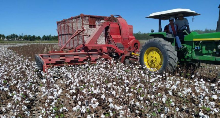 Agricultura: en Chaco se produce un 60% en campos alquilados y un 70% en el pa&iacute;s