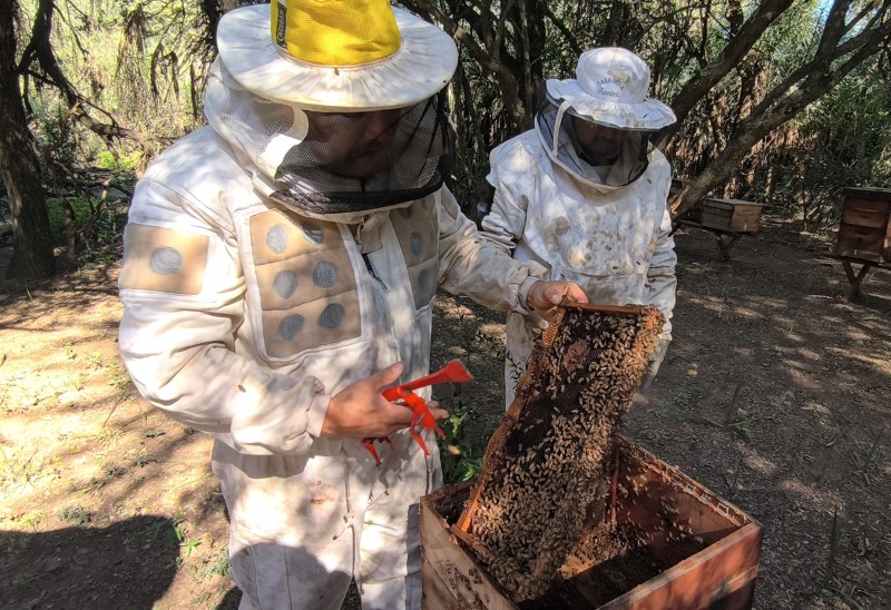 Chaco lidera la producción de miel orgánica en la República Argentina