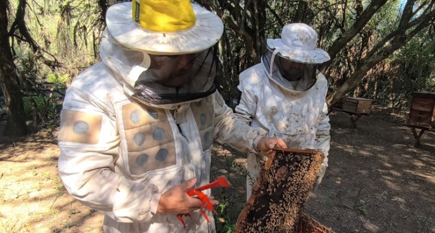 Chaco lidera la producci&oacute;n de miel org&aacute;nica en la Rep&uacute;blica Argentina