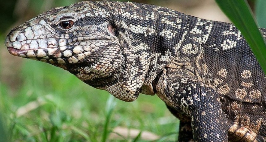 Son más de 140 las especies en riesgo por el tráfico ilegal en Argentina