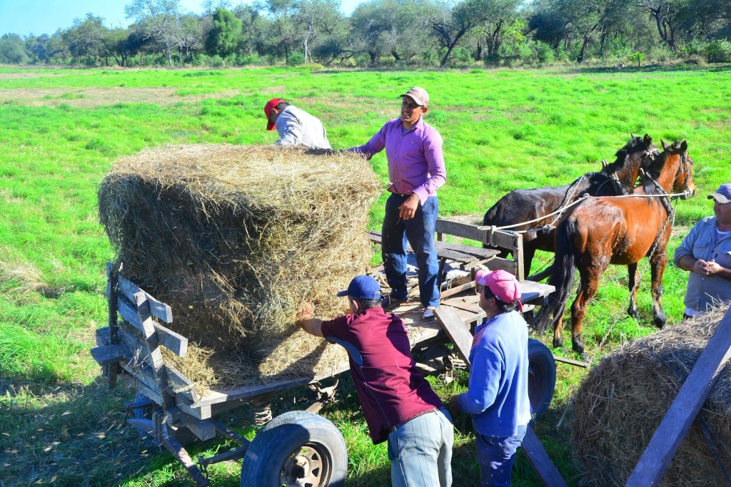 El Municipio de Castelli llev&oacute; adelante una nueva entrega de rollos de pastura destinada a productores ganaderos de la zona