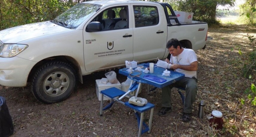 Investigadores de la UNNE describen una nueva especie de insecto fleb&oacute;tomo