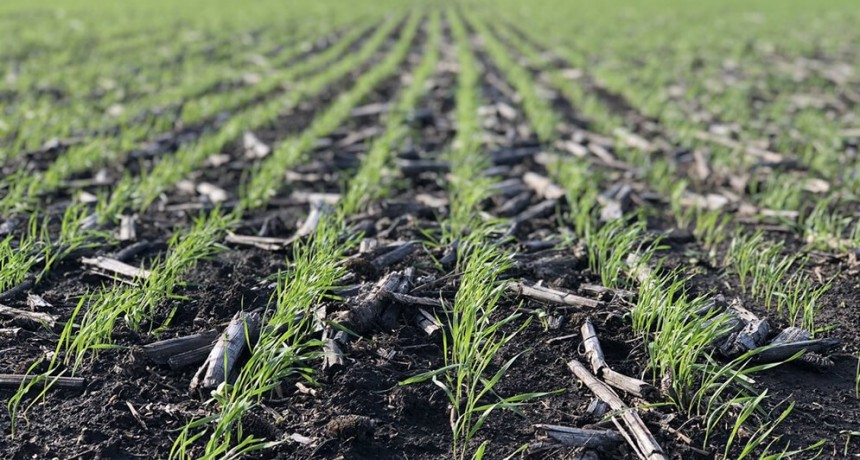 Agricultura dio por finalizada la siembra r&eacute;cord de trigo y cebada