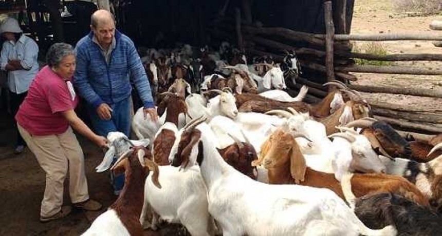 Miraflores: proponen aplicar medidas sanitarias por casos de brucelosis caprina