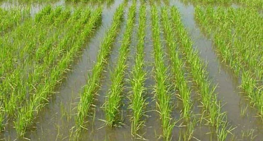 El aporte del Chaco a la producci&oacute;n nacional de arroz