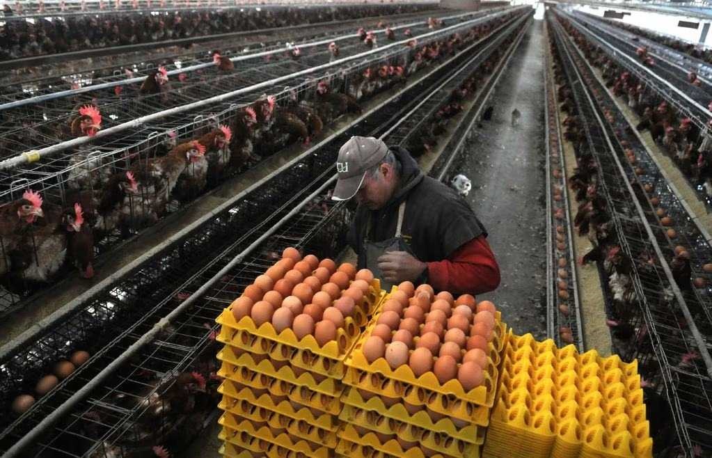 Empresas av&iacute;colas celebran que el pa&iacute;s vuelva a ser libre de influenza aviar