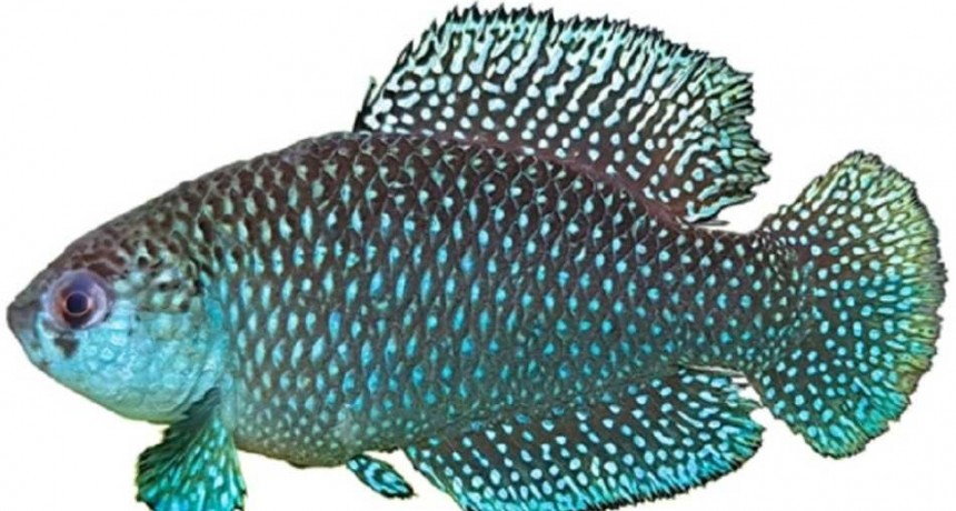 Descubren nueva especie de pez en la selva misionera