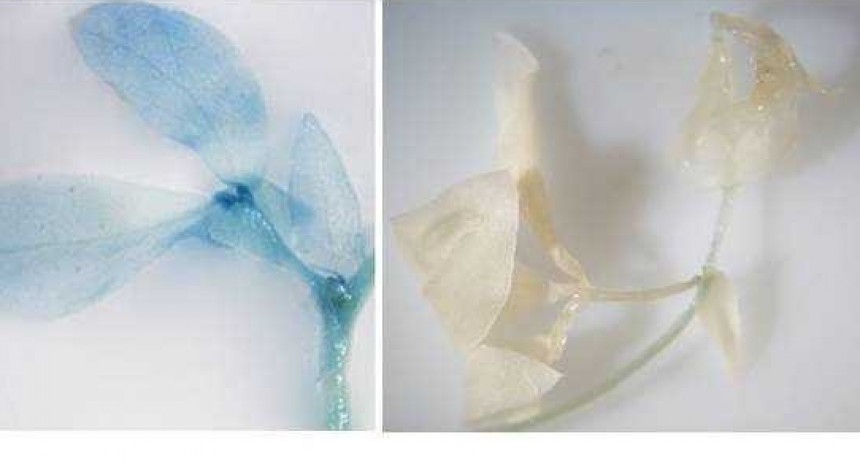 Obtienen plantas transg&eacute;nicas capaces de soportar diversos tipos de estr&eacute;s