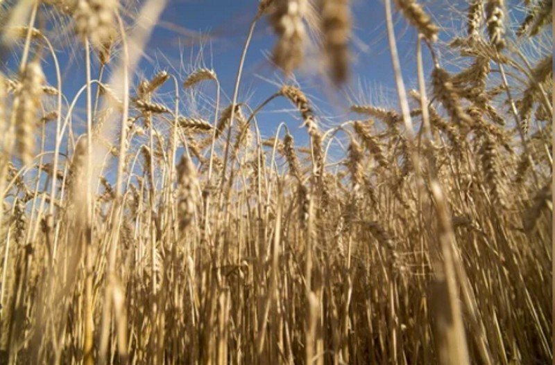 Estados Unidos aprobó el trigo tolerante a la sequía creado en la Argentina