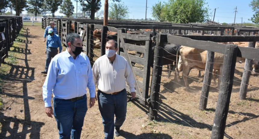 Remate ganadero en San Mart&iacute;n: saldr&aacute;n a pista 400 animales