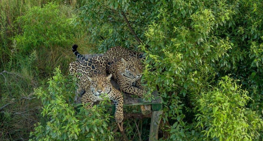 Liberaron en los Esteros del Iber&aacute; a Arami, una hembra de yaguaret&eacute; nacida en cautiverio