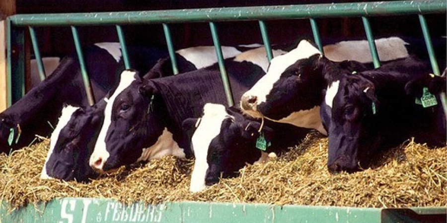 Modificar la dieta del ganado permitiría alimentar hasta 1.000 millones de personas