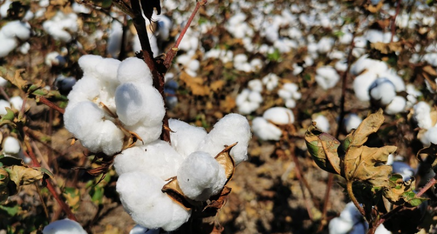 Algod&oacute;n: casi la mitad de las variedades sembradas en el pa&iacute;s son del INTA