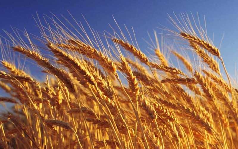 Las últimas lluvias mejoraron la condición del trigo en el centro del país