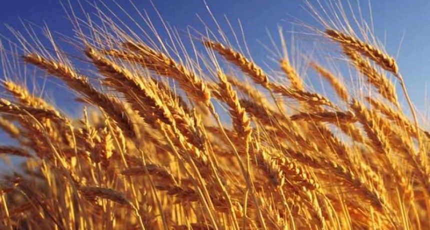 Las &uacute;ltimas lluvias mejoraron la condici&oacute;n del trigo en el centro del pa&iacute;s