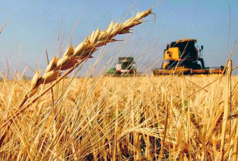 Producción agrícola complicada: crecería un 2,6% pero caerían los márgenes, las exportaciones y la recaudación