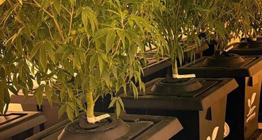 Empresa chaque&ntilde;a produce cannabis con hidroponia en Colonia Elisa y se alista para la exportaci&oacute;n
