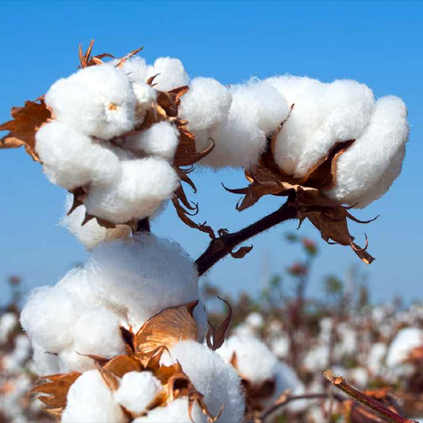 El Gobierno chaque&ntilde;o bonificar&aacute; el 60% del costo de la semilla de algod&oacute;n