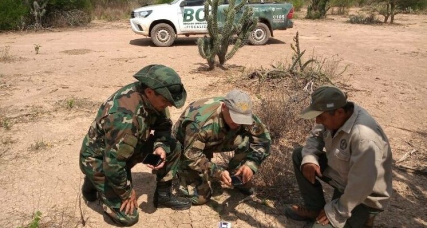 Nuevo registro de huellas de yaguaret&eacute; en El Impenetrable