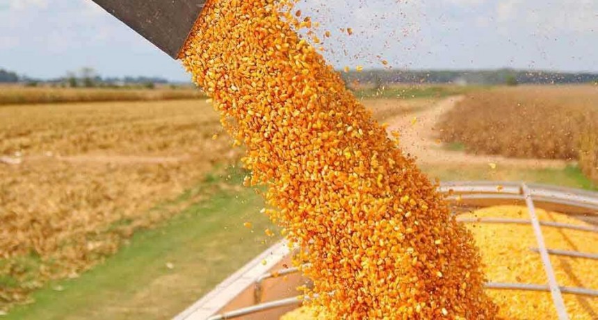 Argentina va a exportar ma&iacute;z por un r&eacute;cord hist&oacute;rico de 38,5 millones de toneladas