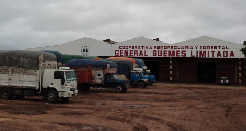 Buenas expectativas de siembra de algod&oacute;n en el departamento G&uuml;emes